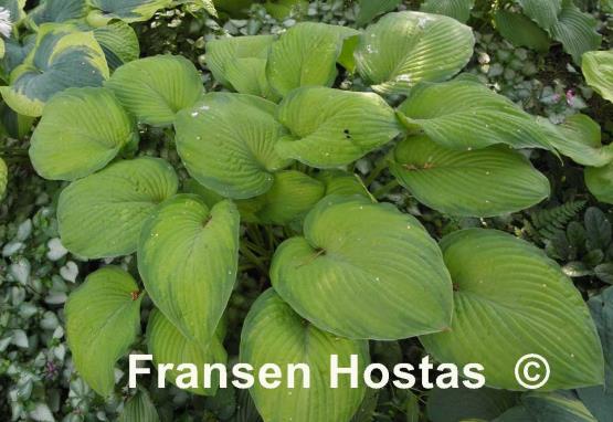 Hosta Garden Party